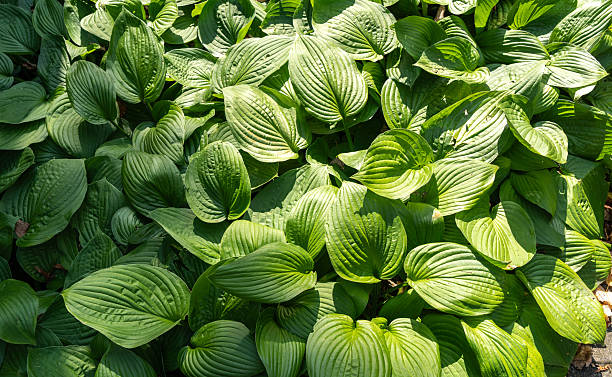 istock Hosta Flowers and Leaves Macro, Wet Hostas Leaf Nature Pattern, Funkia, Big Daddy Leaves, Plantain Lilies, 2223329654