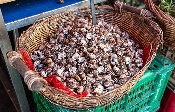 Basket with fresh snails at seafood market. Traditional local delicacy on sale