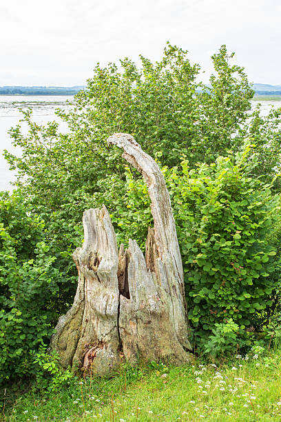 Old wooden stump by a lake