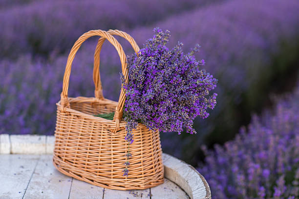 istock Wicker basket with lavender flowers on lavender field 2223330467