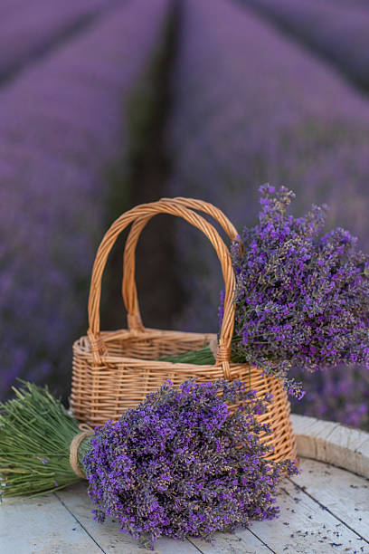 istock Wicker basket with lavender flowers on lavender field 2223330521