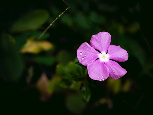 Close-up of beautiful pink of Madagascar periwinkle flowers (Catharanthus roseus) in full bloom.