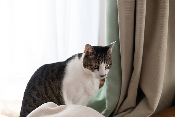 istock Cute cat relaxing by the window 2223335585