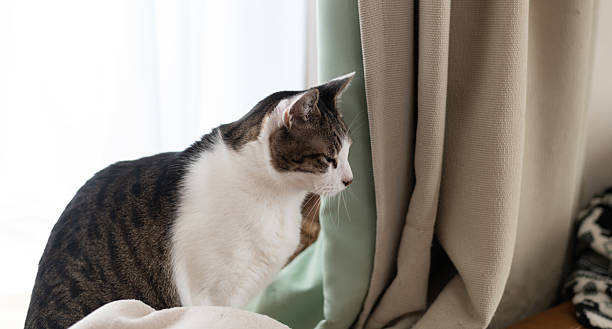 istock Cute cat relaxing by the window 2223335612