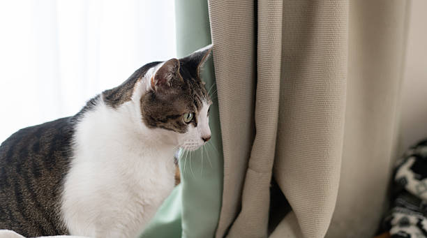 istock Cute cat relaxing by the window 2223335661