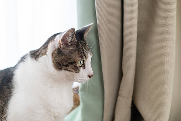 istock Cute cat relaxing by the window 2223335682