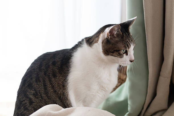 istock Cute cat relaxing by the window 2223335699