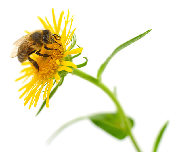 istock Honeybee and yellow flower 2223336690