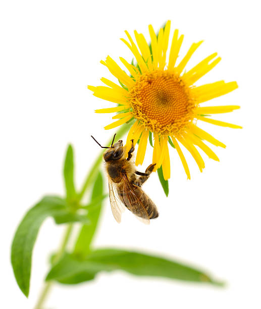 istock Honeybee and yellow flower 2223336695