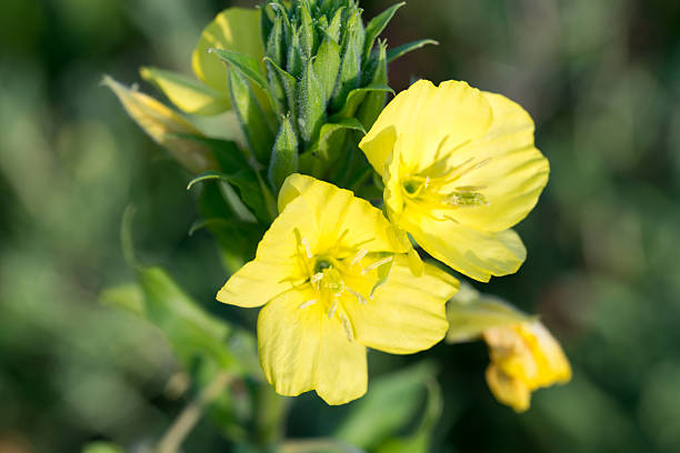 common evening-primrose,Oenothera biennis yellow meadow  flowers closeup selective focus