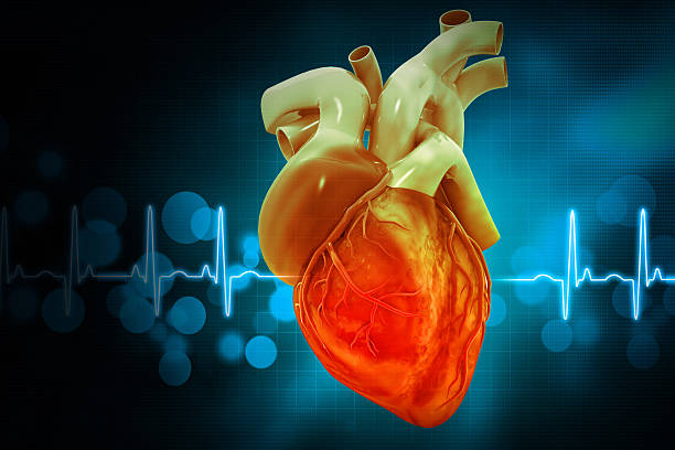 istock Human heart on ecg background. 3d illustration 2223338107