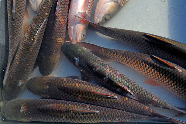istock grass carp in the pond 2223339060