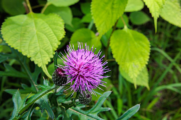 istock Beautiful thistle flower blooming in the meadow. 2223340027