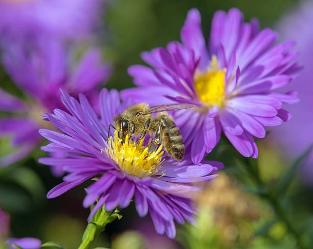 Hibiscus Flower with Solitary Bee