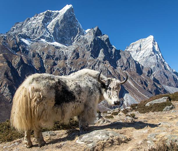 istock light yak or dzo on the way to Everest base camp 2223343206