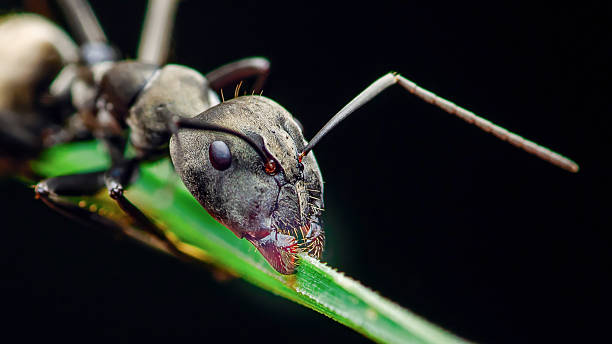 istock Black ant crawling and eating on a blade of grass 2223343847