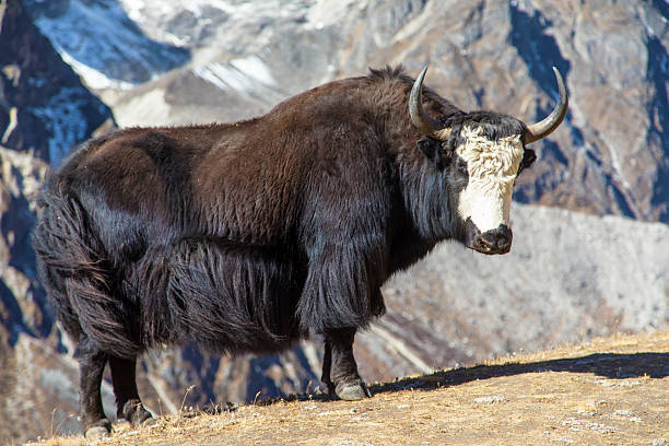 istock Yak or dzo, black or dark and white head yak on meadow 2223344069