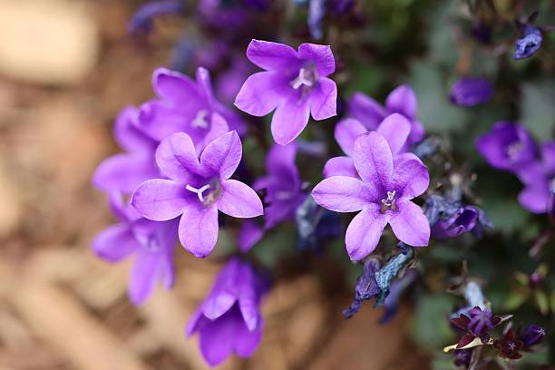 istock Vibrant Purple Flowers in Bloom 2223344627