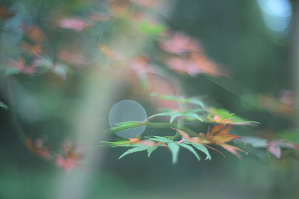 istock Japanese Maple leaves changing from green to red (green blurred background) 2223345099