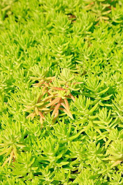 istock Sedum lineare Thunb 2223346154