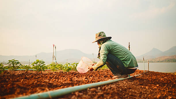Farmer checking soil health before growth a seed of vegetable or plant seedling.