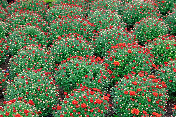 Chrysanthemum in the botanical garden