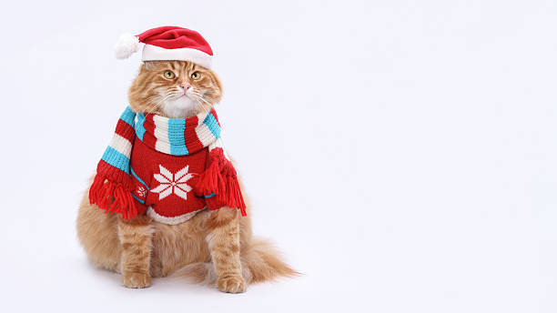 istock Ginger Cat in Santa Hat and Winter Sweater 2223349777