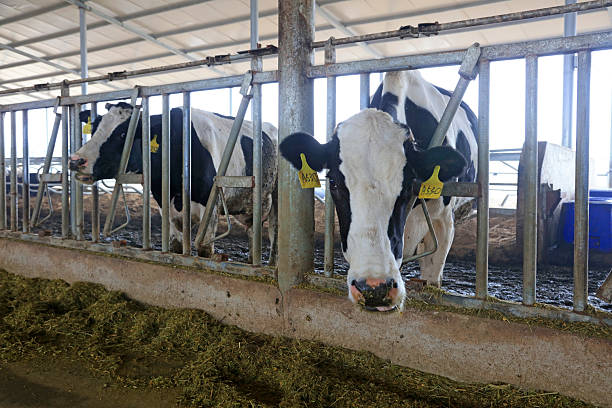 istock Cows eat grass in a farm 2223350449