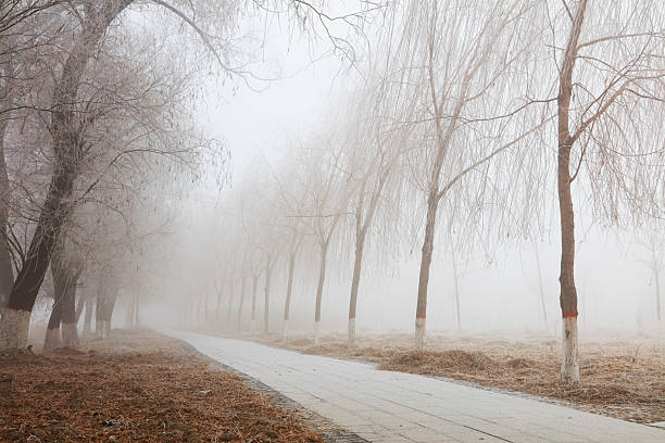 istock Park Road in the fog 2223351510