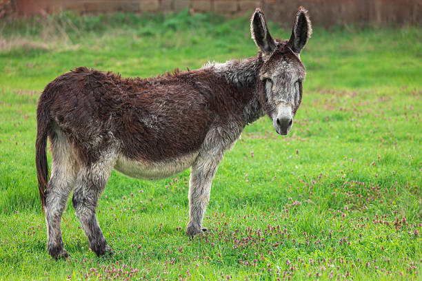 istock Rustic Donkey Grazing Peacefully on a Green Meadow During Sunny Day 2223353279