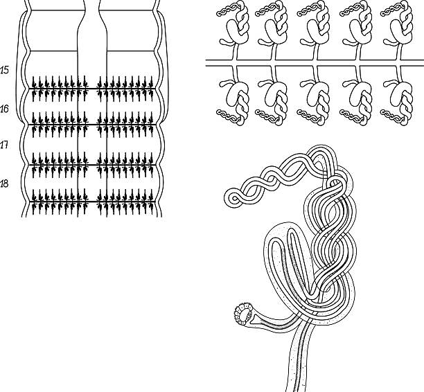 istock Coloring page with scheme of septal nephridial system of Pheretima earthworm for biology lesson. Diagram of excretory system of earthworm 2223353377