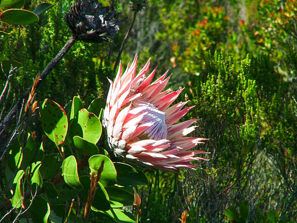 A vibrant Protea, South Africa's national flower, blooms on Table Mountain in the Western Cape, showcasing its unique beauty.