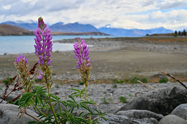 Blooming purple lupins on the rocky shore of Lake Tekapo, with distant Southern Alps, South Island, New Zealand