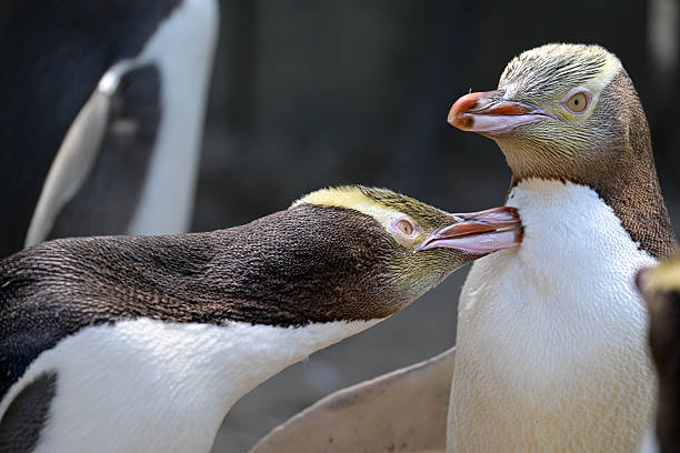 istock Yellow-eyed penguins interacting 2223356575