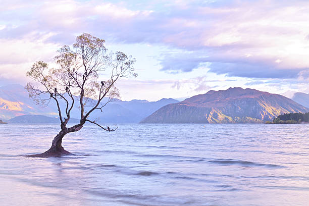 The iconic willow tree standing alone in the waters of Lake Wanaka at dusk, with mountains in the background, Otago, New Zealand