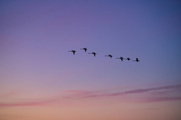 istock Migrating Birds in V-Formation at Dusk 2223356613