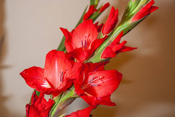 Vibrant red Gladiolus flowers bloom beautifully in the Western Cape, showcasing their striking petals and green stems.