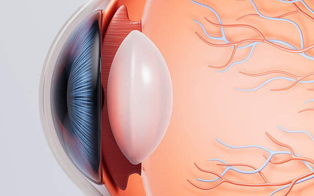istock Medical eyeball structure scientific illustration, 3d rendering. 2223356852