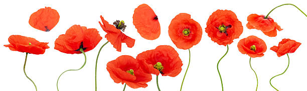istock Various poppy flower blossoms and petals isolated on white background 2223360907