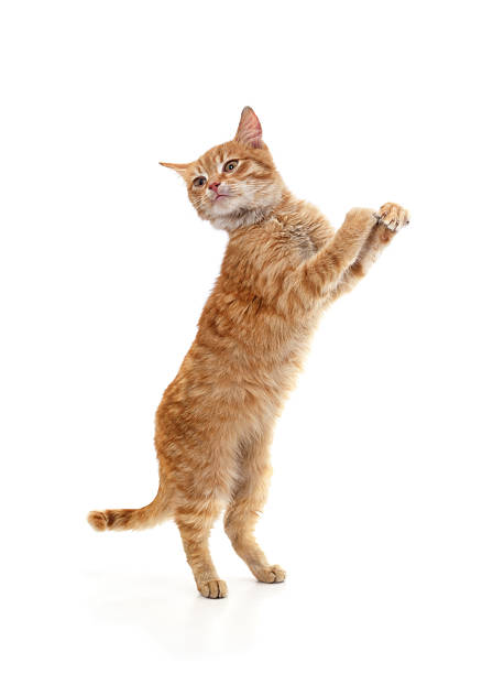istock Red cat standing on hind legs with front paws raised. 2223362214