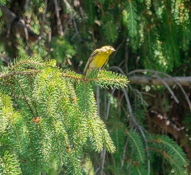 European Serin, Serinus serinus - Vinken (Fringillidae)