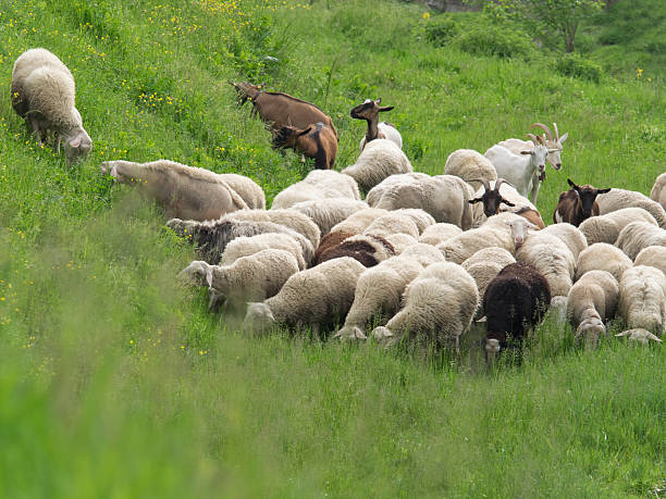 Goats and cows are grazing peacefully in a lush, green pasture, beautifully showcasing the tranquility of rural life
