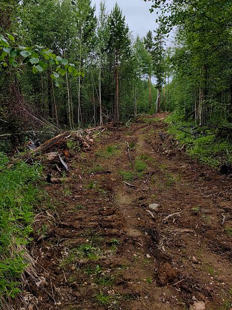 istock rural dirt path winding through lush forest with clearings and recent logging activity. 2223367907