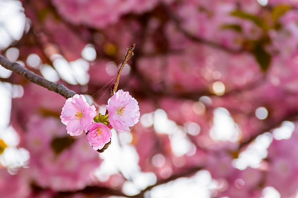 fragrant blossom of sakura in spring. pink nature background. japanese plant adapted for ukraine climate. twigs of kanzan species with lush flowers