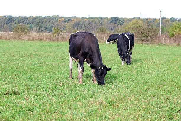 Cows graze in the pasture. Agriculture. Cattle breeding.