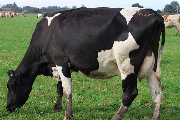 istock Cows graze in the pasture. Agriculture. Cattle breeding. 2223371892