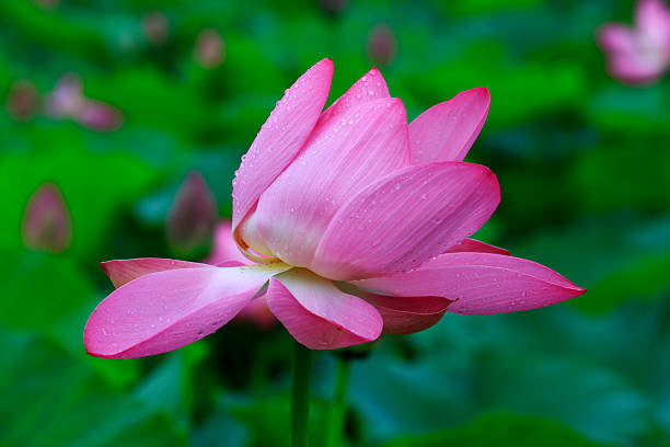 istock Lotus in the pond 2223372401
