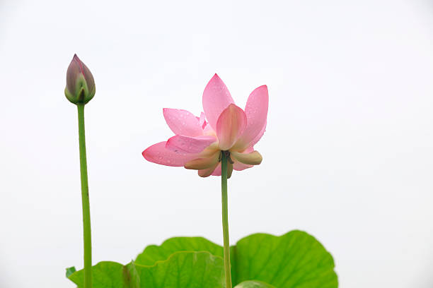 istock Lotus in the pond 2223372431