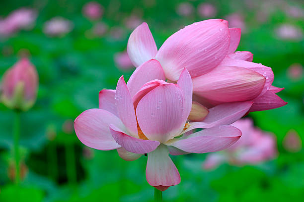 istock Lotus in the pond 2223372438