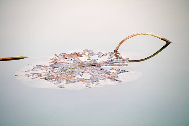 Dried lotus leaf stalks on the water surface